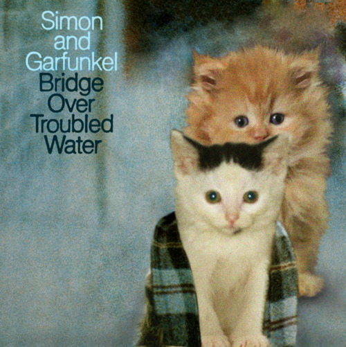 catcover