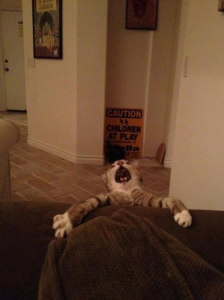 catcrazed