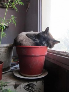 catplant