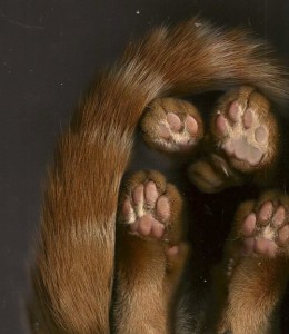 catscan